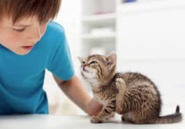 chaton gratte enfant