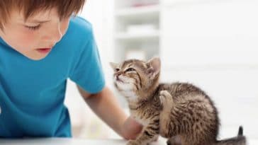 chaton gratte enfant