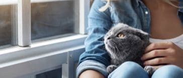 chat calin