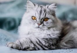 chat couché regard
