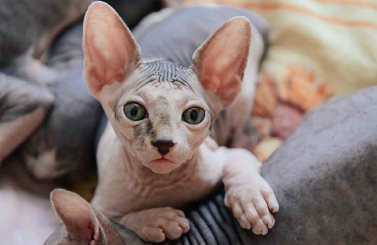 chat sphynx