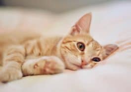chat couché lit triste ennui