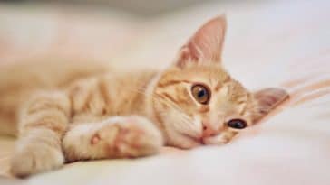 chat couché lit triste ennui