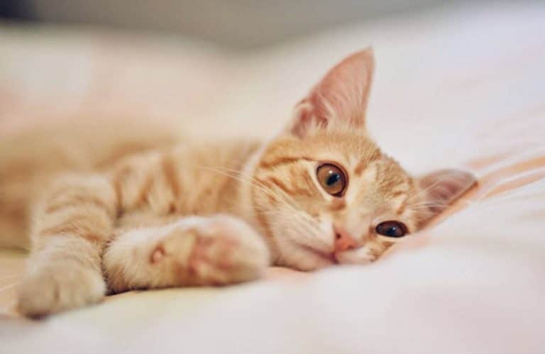 chat couché lit triste ennui