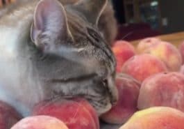 chat pêches