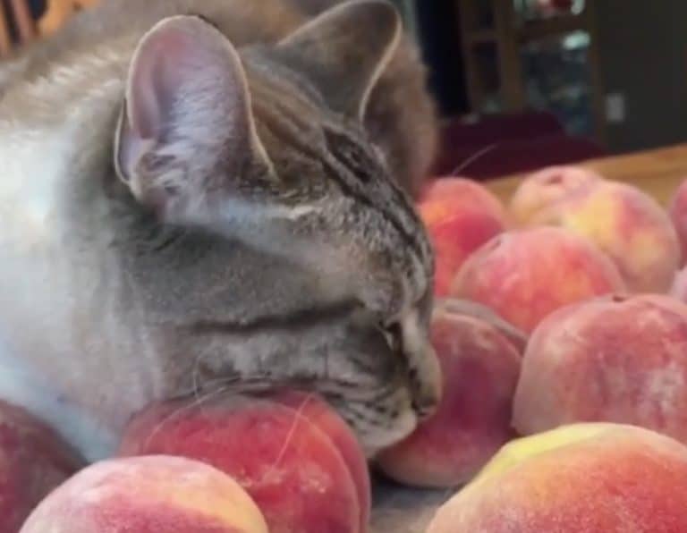 chat pêches