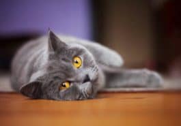 chat gris couché