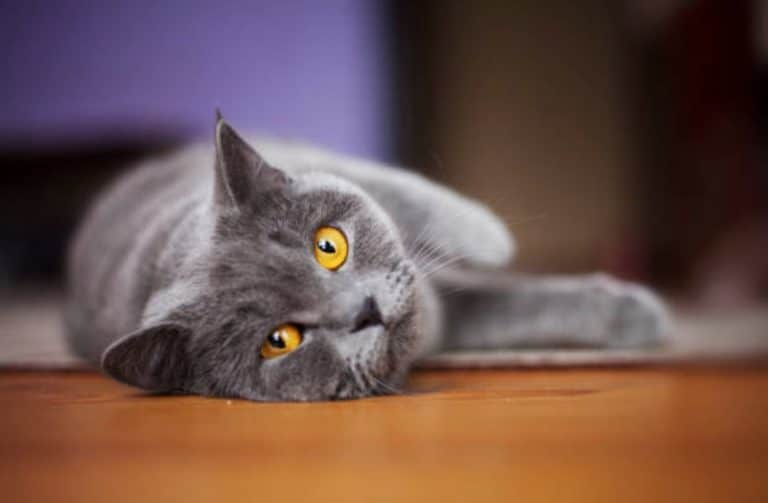 chat gris couché