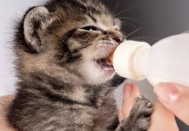 chaton boit lait biberon