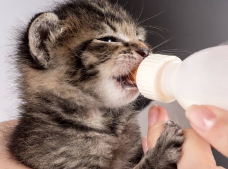 chaton boit lait biberon