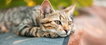 chat couché triste