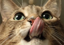 chat lèche babines