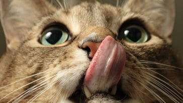 chat lèche babines