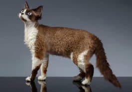 chat devon rex