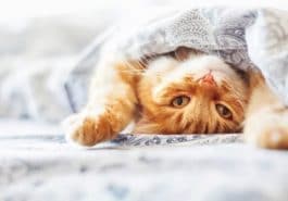 chat roux couché lit