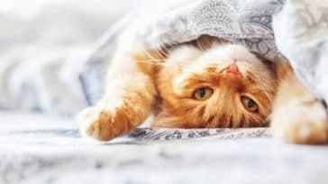 chat roux couché lit