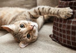 chat couché canapé