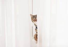 chat rideau caché