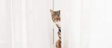 chat rideau caché