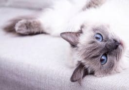chat couché canapé yeux bleus