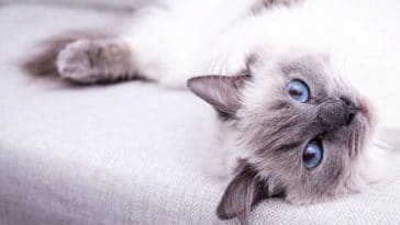 chat couché canapé yeux bleus