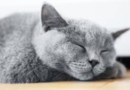 chat gris couché dort