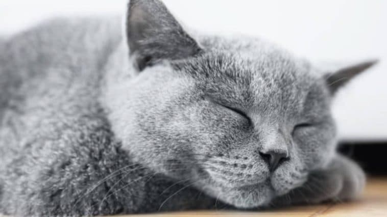 chat gris couché dort