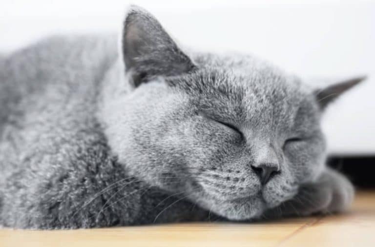 chat gris couché dort