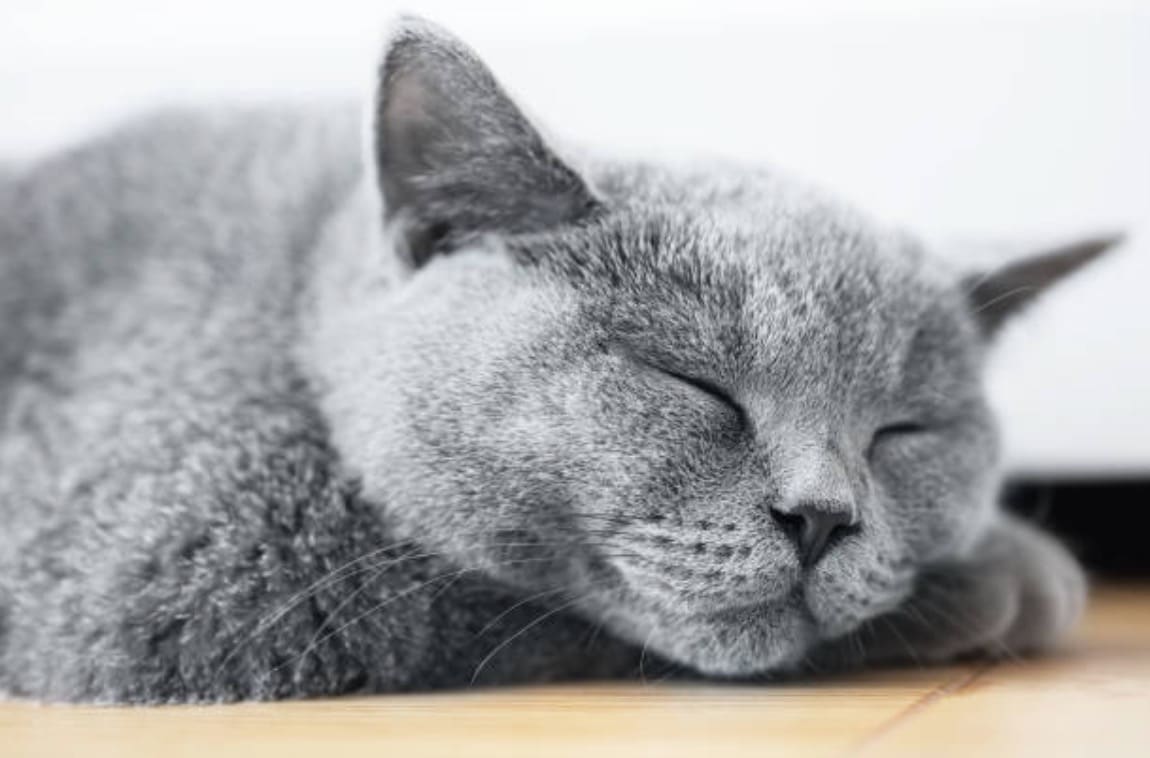 chat gris couché dort
