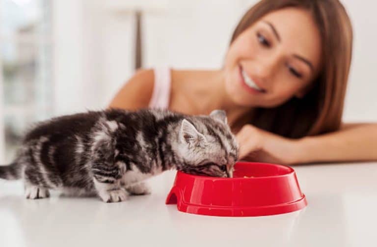 chaton mange gamelle