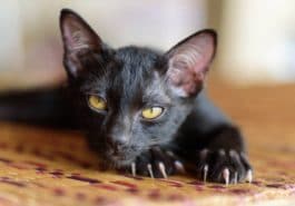 chat noir couché tapis griffes regard