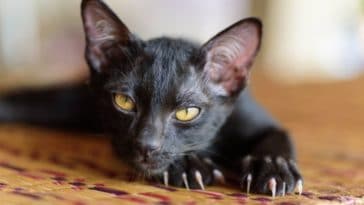 chat noir couché tapis griffes regard