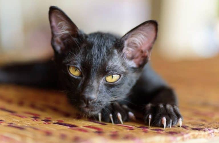 chat noir couché tapis griffes regard