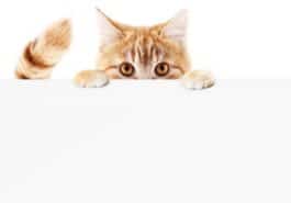 chat caché