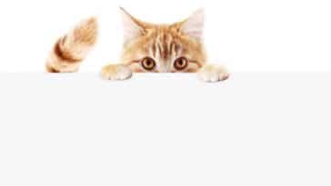 chat caché