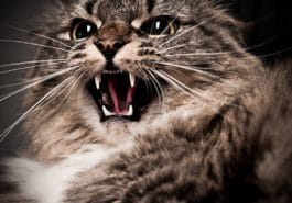 chat agressif