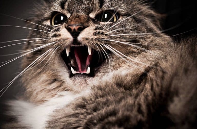 chat agressif