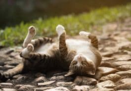 chat roule par terre