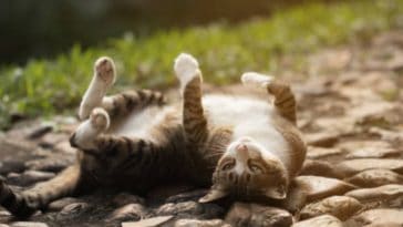 chat roule par terre