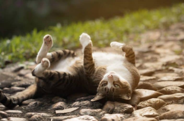 chat roule par terre