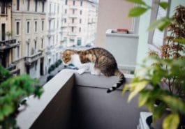 chat balcon