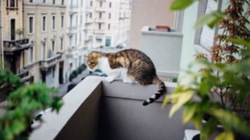 chat balcon