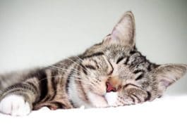 chat dort couché