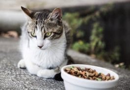 chat gamelle croquettes mange