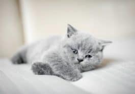 chaton gris couché