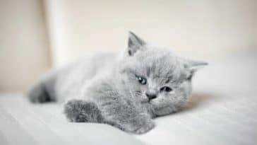 chaton gris couché