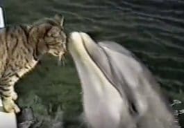 chat dauphin