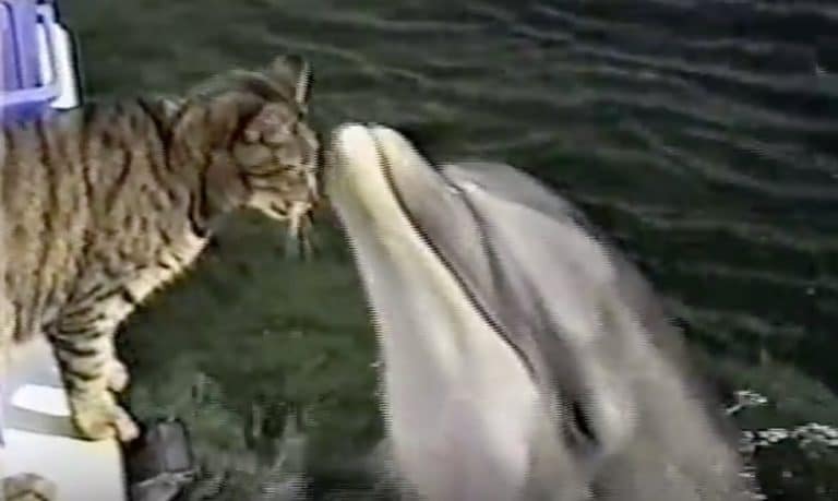 chat dauphin