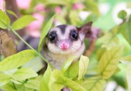 bébé phalanger volant opossum
