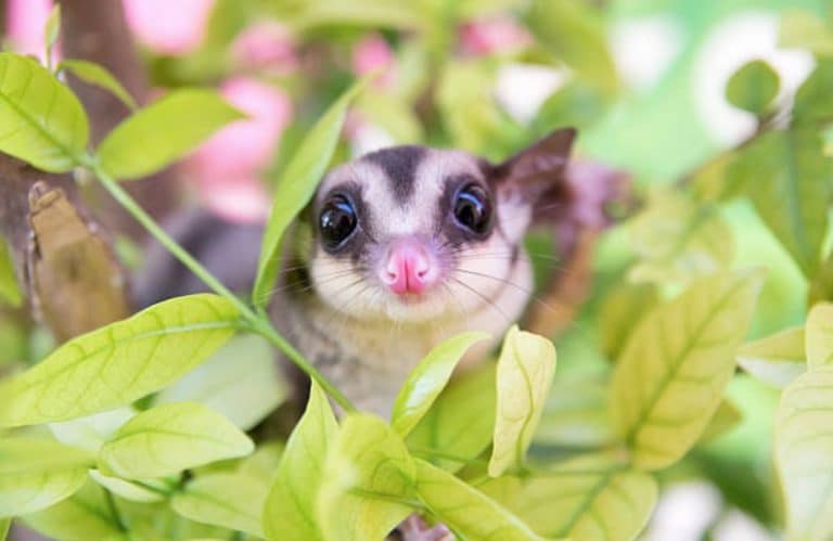 bébé phalanger volant opossum